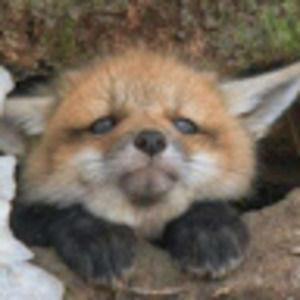 Meet your Posher, Bean